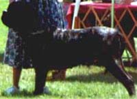 Dru in the ring at the 1996 MCOA National Specialty.