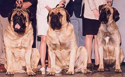 Fatty's sire, Noble, her brother from the first breeding, Squirt, and Fatty at the 2000 National.