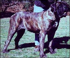 Pasha at 3 years of age.