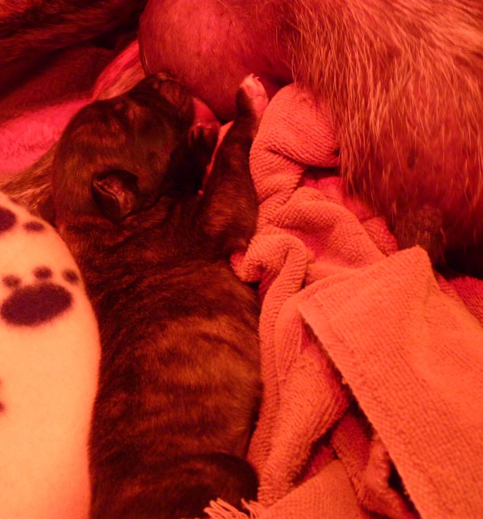 Rowdy x Babs puppy, 1 day old