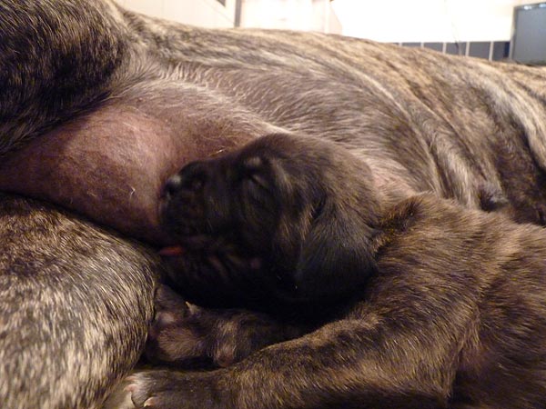 Rowdy x Babs puppy, 2 weeks old