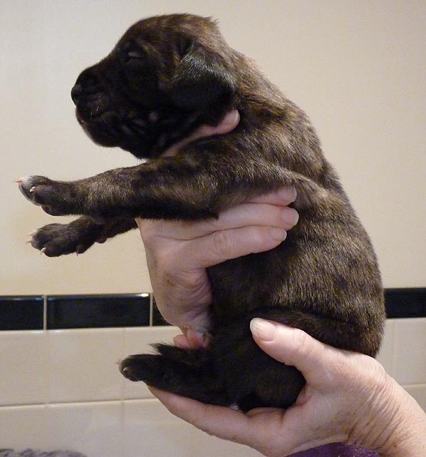 Rowdy x Babs puppy, 2 weeks old