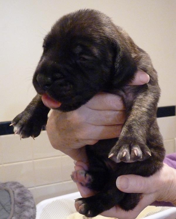 Rowdy x Babs puppy, 2 weeks old