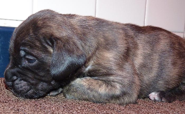 Rowdy x Babs puppy, 3 weeks old