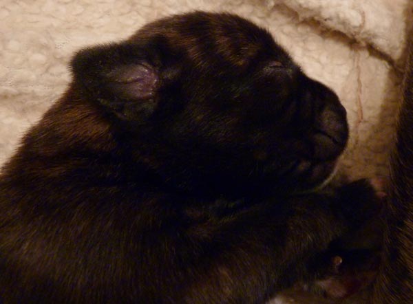 Rowdy x Babs puppy, 4 days old