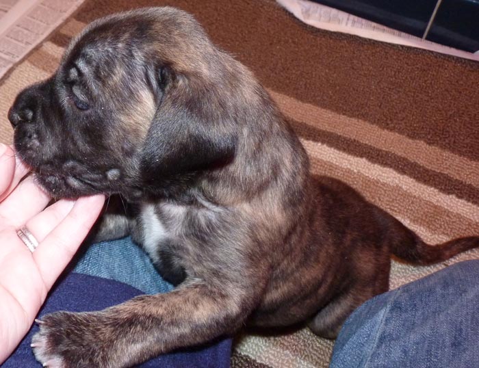 Rowdy x Babs puppy, 4 weeks old