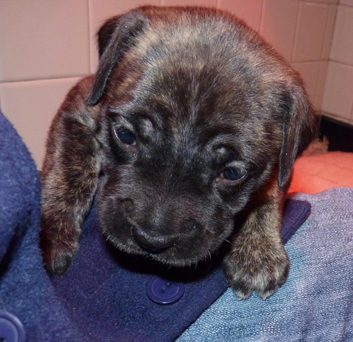 Rowdy x Babs puppy, 4 weeks old