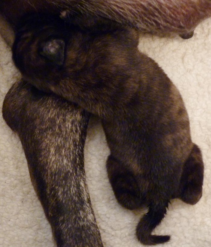 Rowdy x Babs puppy, 5 days old