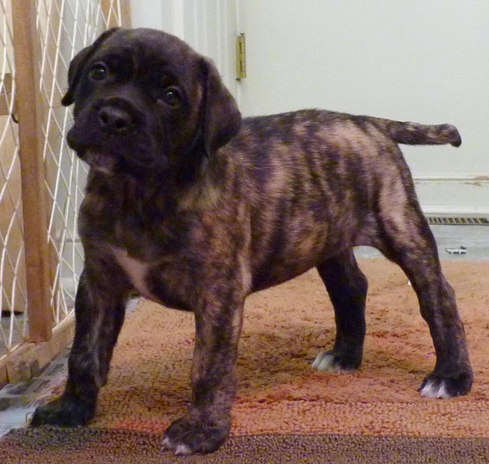 Rowdy x Babs puppy, 6 weeks old