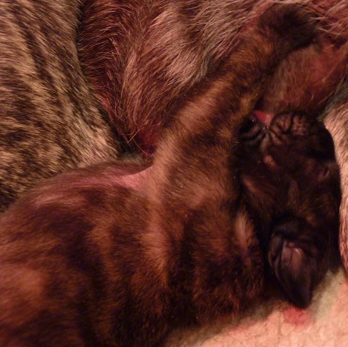 Rowdy x Babs puppy, 7 days old