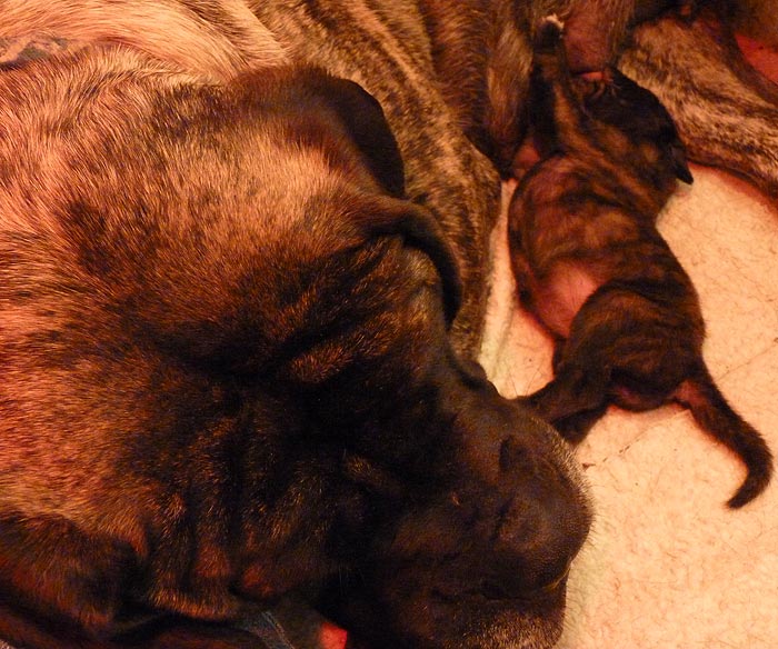 Rowdy x Babs puppy, 7 days old