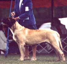 Remo in the show ring.