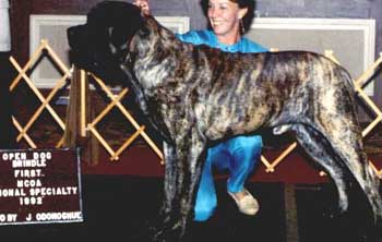 Sagar winning Open Brindle at the MCOA National Specialty.