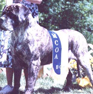 Woden winning BOW at the MCOA National Specialty.